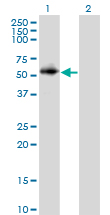 PPP2R2C Antibody - Western Blot analysis of PPP2R2C expression in transfected 293T cell line by PPP2R2C monoclonal antibody (M01), clone 6D1.Lane 1: PPP2R2C transfected lysate(49.5 KDa).Lane 2: Non-transfected lysate.