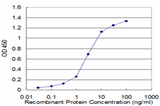 PPP2R2C Antibody - Detection limit for recombinant GST tagged PPP2R2C is approximately 0.1 ng/ml as a capture antibody.