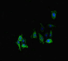 PPP2R2D Antibody - Immunofluorescent analysis of HeLa cells diluted at 1:100 and Alexa Fluor 488-congugated AffiniPure Goat Anti-Rabbit IgG(H+L)