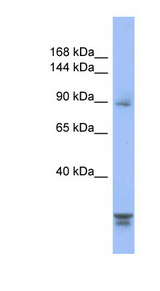 PPP2R3A / PR130 Antibody - PPP2R3A antibody Western blot of 293T cell lysate. This image was taken for the unconjugated form of this product. Other forms have not been tested.