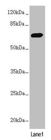 PPP2R3B Antibody - Western blot All lanes: PPP2R3B antibody at 2.1µg/ml + HL60 whole cell lysate Secondary Goat polyclonal to rabbit IgG at 1/10000 dilution Predicted band size: 66, 21 kDa Observed band size: 66 kDa