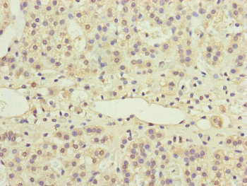 PPP2R3B Antibody - Immunohistochemistry of paraffin-embedded human adrenal gland tissue at dilution of 1:100