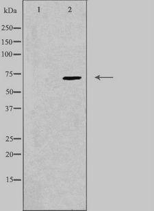 PPP2R3B Antibody - Western blot analysis of extracts of K562 cells using P2R3B antibody. The lane on the left is treated with the antigen-specific peptide.