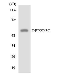 PPP2R3C Antibody - Western blot analysis of the lysates from HepG2 cells using PPP2R3C antibody.