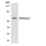 PPP2R3C Antibody - Western blot analysis of the lysates from HepG2 cells using PPP2R3C antibody.