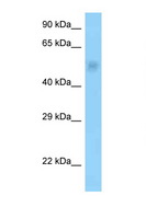 PPP2R3C Antibody - PPP2R3C antibody Western blot of Rat Brain lysate. Antibody concentration 1 ug/ml.  This image was taken for the unconjugated form of this product. Other forms have not been tested.