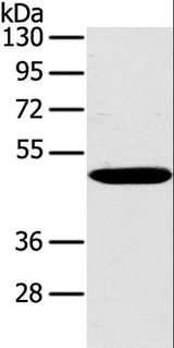 PPP2R3C Antibody - Western blot analysis of Huvec cell, using PPP2R3C Polyclonal Antibody at dilution of 1:400.