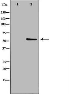 PPP2R3C Antibody - Western blot analysis of extracts of HuvEc cells using PPP2R3C antibody. The lane on the left is treated with the antigen-specific peptide.