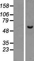 PPP2R3C Protein - Western validation with an anti-DDK antibody * L: Control HEK293 lysate R: Over-expression lysate