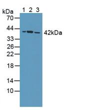 PPP2R4 Antibody - Western Blot; Sample: Lane1: Rat Serum; Lane2: Rat Testis Tissue; Lane3: Rat Brain Tissue.
