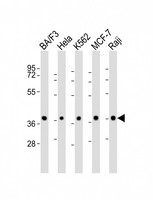 PPP2R4 Antibody - All lanes: Anti-PPP2R4 Antibody (N-Term) at 1:2000 dilution. Lane 1: BA/F3 whole cell lysate. Lane 2: HeLa whole cell lysate. Lane 3: K562 whole cell lysate. Lane 4: MCF-7 whole cell lysate. Lane 5: Raji whole cell lysate Lysates/proteins at 20 ug per lane. Secondary Goat Anti-Rabbit IgG, (H+L), Peroxidase conjugated at 1:10000 dilution. Predicted band size: 41 kDa. Blocking/Dilution buffer: 5% NFDM/TBST.