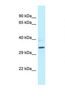 PPP2R4 Antibody - PPP2R4 antibody Western blot of 435S Cell lysate. Antibody concentration 1 ug/ml.  This image was taken for the unconjugated form of this product. Other forms have not been tested.