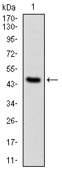 PPP2R4 Antibody - Western blot using PPP2R4 monoclonal antibody against human PPP2R4 (AA: 1-154) recombinant protein. (Expected MW is 41 kDa)