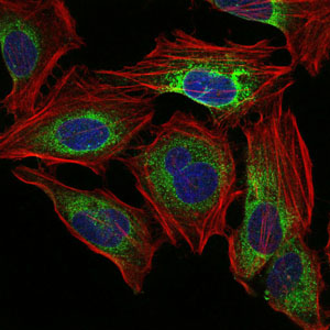 PPP2R4 Antibody - Immunofluorescence of HeLa cells using PPP2R4 mouse monoclonal antibody (green). Blue: DRAQ5 fluorescent DNA dye. Red: Actin filaments have been labeled with Alexa Fluor-555 phalloidin.