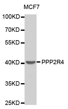 PPP2R4 Antibody - Western blot analysis of extracts of MCF7 cells.