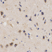 PPP2R4 Antibody - Immunohistochemistry of paraffin-embedded rat brain tissue.