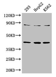 PPP2R4 Antibody - Western Blot Positive WB detected in: SH-SY5Y whole cell lysate, 293 whole cell lysate, HepG2 whole cell lysate, K562 whole cell lysate All lanes: PPP2R4 antibody at 3.3µg/ml Secondary Goat polyclonal to rabbit IgG at 1/50000 dilution Predicted band size: 41, 37, 34, 32 kDa Observed band size: 41 kDa