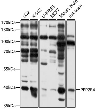 PPP2R4 Antibody - Western blot analysis of extracts of various cell lines, using PPP2R4 antibody at 1:3000 dilution. The secondary antibody used was an HRP Goat Anti-Rabbit IgG (H+L) at 1:10000 dilution. Lysates were loaded 25ug per lane and 3% nonfat dry milk in TBST was used for blocking. An ECL Kit was used for detection and the exposure time was 20s.