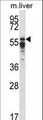 PPP2R5A Antibody - PPP2R5A Antibody western blot of mouse liver tissue lysates (35 ug/lane). The PPP2R5A antibody detected the PPP2R5A protein (arrow).