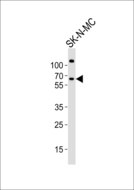 PPP2R5B Antibody - Western blot of lysate from SK-N-MC cell line with PPP2R5B Antibody. Antibody was diluted at 1:1000. A goat anti-rabbit IgG H&L (HRP) at 1:10000 dilution was used as the secondary antibody. Lysate at 20 ug.