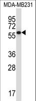 PPP2R5C Antibody - PPP2R5C Antibody western blot of MDA-MB231 cell line lysates (35 ug/lane). The PPP2R5C antibody detected the PPP2R5C protein (arrow).