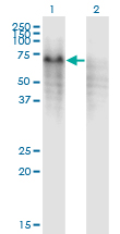 PPP2R5C Antibody - Western Blot analysis of PPP2R5C expression in transfected 293T cell line by PPP2R5C monoclonal antibody (M01), clone 3G9.Lane 1: PPP2R5C transfected lysate(61.1 KDa).Lane 2: Non-transfected lysate.