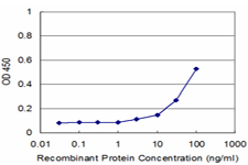 PPP2R5C Antibody - Detection limit for recombinant GST tagged PPP2R5C is approximately 3 ng/ml as a capture antibody.