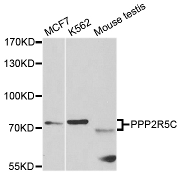 PPP2R5C Antibody - Western blot analysis of extracts of various cell lines.