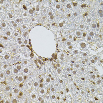 PPP2R5C Antibody - Immunohistochemistry of paraffin-embedded mouse liver tissue.