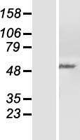 PPP2R5C Protein - Western validation with an anti-DDK antibody * L: Control HEK293 lysate R: Over-expression lysate