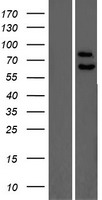 PPP2R5C Protein - Western validation with an anti-DDK antibody * L: Control HEK293 lysate R: Over-expression lysate