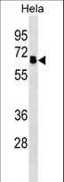 PPP2R5D Antibody - PPP2R5D Antibody western blot of HeLa cell line lysates (35 ug/lane). The PPP2R5D antibody detected the PPP2R5D protein (arrow).
