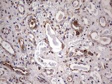 PPP2R5D Antibody - IHC of paraffin-embedded Human Kidney tissue using anti-PPP2R5D mouse monoclonal antibody. (Heat-induced epitope retrieval by 1 mM EDTA in 10mM Tris, pH8.5, 120°C for 3min).