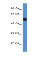 PPP2R5E Antibody - PPP2R5E antibody Western blot of Mouse Spleen lysate. Antibody concentration 1 ug/ml. This image was taken for the unconjugated form of this product. Other forms have not been tested.