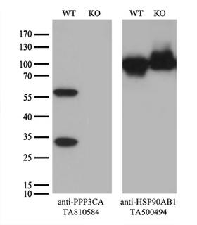 PPP3CA / CCN1 / Calcineurin A Antibody - Equivalent amounts of cell lysates  and PPP3CA-Knockout HeLa cells  were separated by SDS-PAGE and immunoblotted with anti-PPP3CA monoclonal antibody. Then the blotted membrane was stripped and reprobed with anti-HSP90 antibody as a loading control.