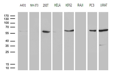 PPP3CB Antibody - Western blot analysis of extracts. (35ug) from 8 different cell lines by using anti-PPP3CB monoclonal antibody. (1:500)