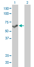 PPP3CB Antibody - Western Blot analysis of PPP3CB expression in transfected 293T cell line by PPP3CB monoclonal antibody (M01), clone 5D3.Lane 1: PPP3CB transfected lysate(59.1 KDa).Lane 2: Non-transfected lysate.