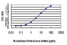 PPP3CB Antibody - Detection limit for recombinant GST tagged PPP3CB is approximately 0.03 ng/ml as a capture antibody.