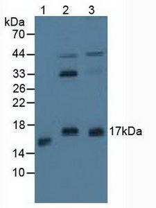 PPP3R1 / Calcineurin B Antibody - Western Blot; Sample: Lane1: Porcine Stomach Tissue; Lane2: Human Hela Cells; Lane3: Human A431 Cells.