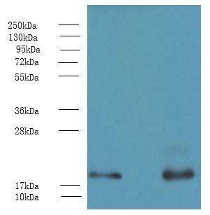 PPP3R1 / Calcineurin B Antibody - Western blot. All lanes: PPP3R1 antibody at 1 ug/ml. Lane 1: K562 whole cell lysate. Lane 2: HeLa whole cell lysate. Secondary antibody: Goat polyclonal to Rabbit IgG at 1:10000 dilution. Predicted band size: 19 kDa. Observed band size: 19 kDa.