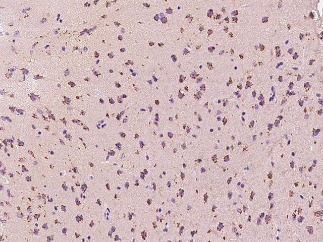 PPP3R1 / Calcineurin B Antibody - Immunochemical staining PPP3R1 in human brain with rabbit polyclonal antibody at 1:200 dilution, formalin-fixed paraffin embedded sections.