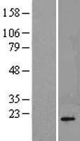PPP3R1 / Calcineurin B Protein - Western validation with an anti-DDK antibody * L: Control HEK293 lysate R: Over-expression lysate