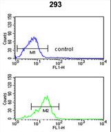 PPP3R2 Antibody - PPP3R2 Antibody flow cytometry of 293 cells (bottom histogram) compared to a negative control cell (top histogram). FITC-conjugated goat-anti-rabbit secondary antibodies were used for the analysis.