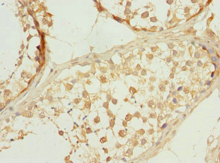 PPP3R2 Antibody - Immunohistochemistry of paraffin-embedded human testis tissue at dilution 1:100