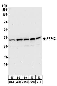 PPP4C Antibody - Detection of Human and Mouse PPP4C by Western Blot. Samples: Whole cell lysate (50 ug) from HeLa, 293T, Jurkat, mouse TCMK-1, and mouse NIH3T3 cells. Antibodies: Affinity purified rabbit anti-PPP4C antibody used for WB at 0.1 ug/ml. Detection: Chemiluminescence with an exposure time of 30 seconds.
