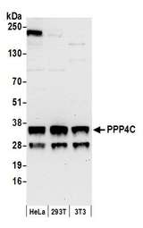 PPP4C Antibody - Detection of human and mouse PPP4C by western blot. Samples: Whole cell lysate (50 µg) from HeLa, HEK293T, and mouse NIH 3T3 cells prepared using NETN lysis buffer. Antibody: Affinity purified rabbit anti-PPP4C antibody used for WB at 0.1 µg/ml. Detection: Chemiluminescence with an exposure time of 30 seconds.