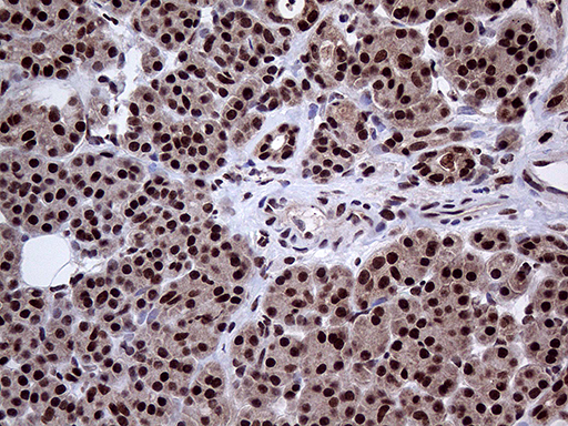 PPP4C Antibody - Immunohistochemical staining of paraffin-embedded Human pancreas tissue within the normal limits using anti-PPP4C mouse monoclonal antibody. (Heat-induced epitope retrieval by 1mM EDTA in 10mM Tris buffer. (pH8.5) at 120°C for 3 min. (1:2000)