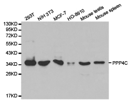 PPP4C Antibody - Western blot of extracts of various cell lines, using PPP4C antibody.