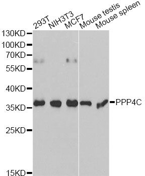 PPP4C Antibody - Western blot analysis of extracts of various cell lines, using PPP4C antibody at 1:1000 dilution. The secondary antibody used was an HRP Goat Anti-Rabbit IgG (H+L) at 1:10000 dilution. Lysates were loaded 25ug per lane and 3% nonfat dry milk in TBST was used for blocking.