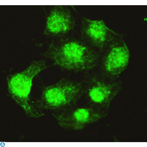 PPP4C Antibody - Immunocytochemistry of HeLa cells using anti-Protein Phosphatase 4C mouse mAb diluted 1:200.